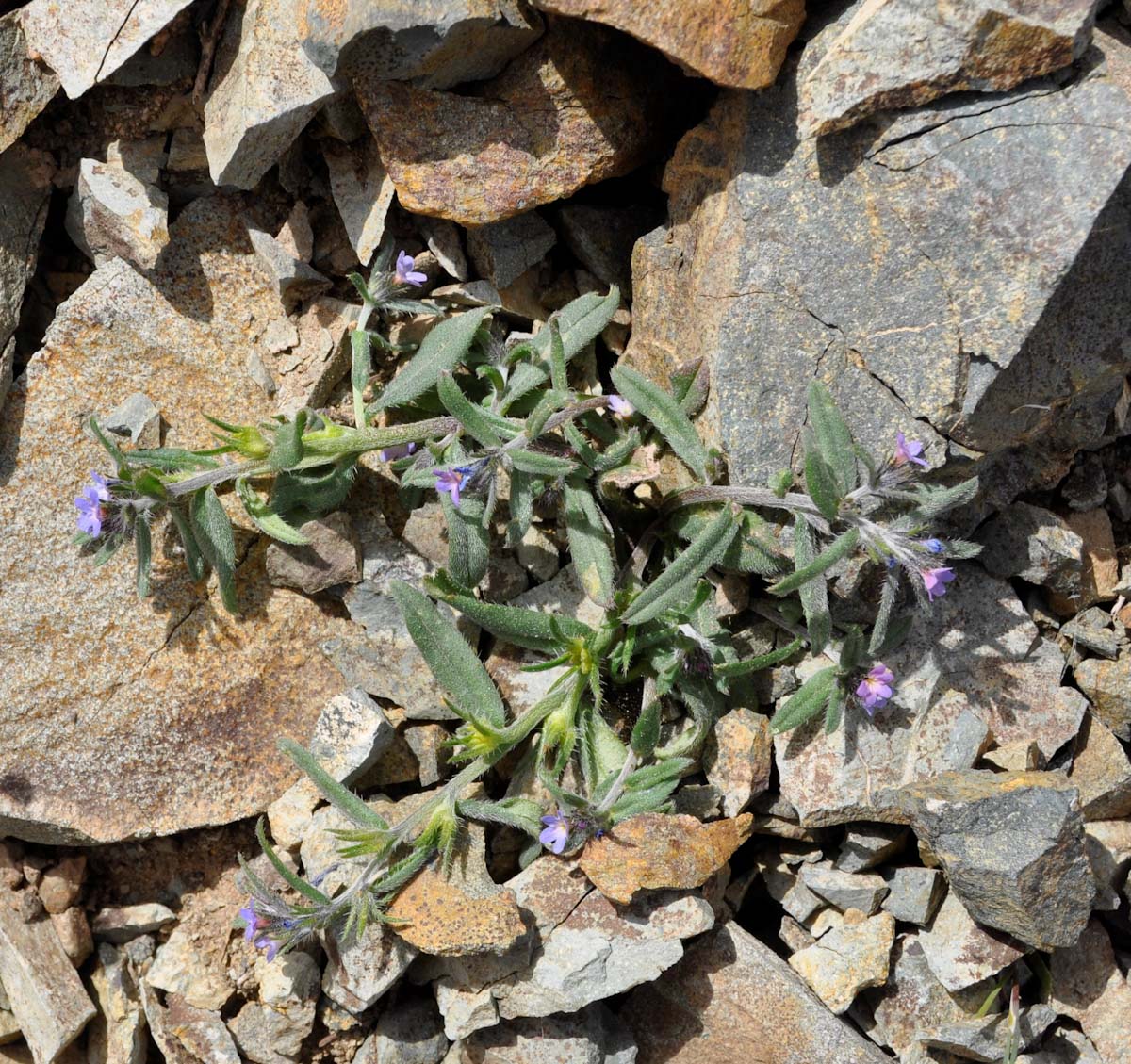 Изображение особи Buglossoides incrassata.