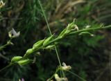 Astragalus versicolor