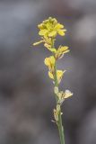 семейство Brassicaceae. Верхушка побега с соцветием. Испания, Каталония, провинция Жирона, комарка Альт-Эмпорда, окр. г. Фигерас, луг на крепостных валах. 31.03.2019.