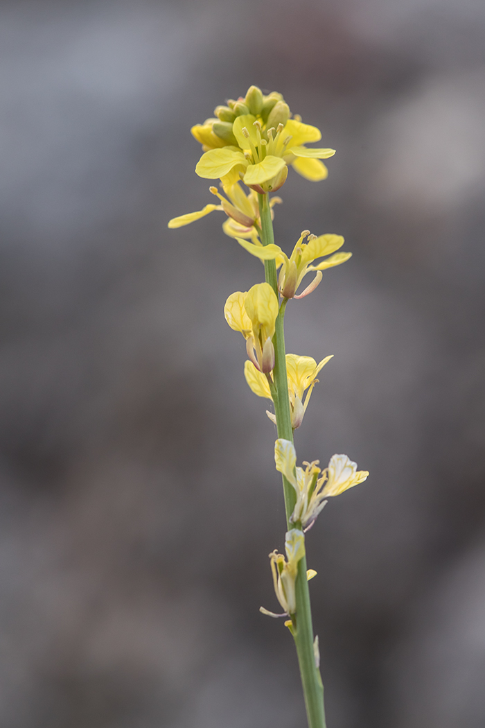 Изображение особи семейство Brassicaceae.