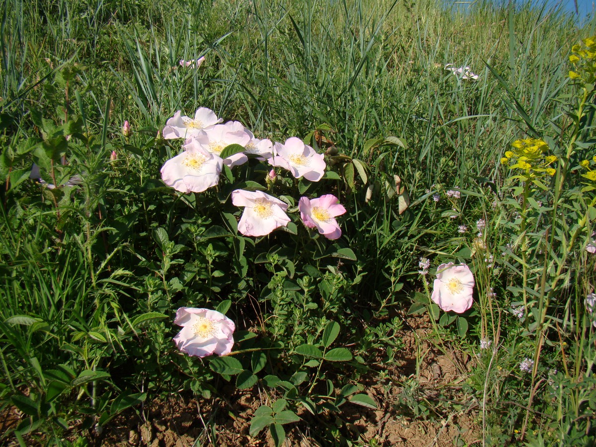 Изображение особи Rosa gallica.