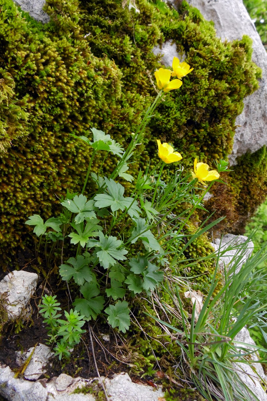 Изображение особи Ranunculus oreophilus.