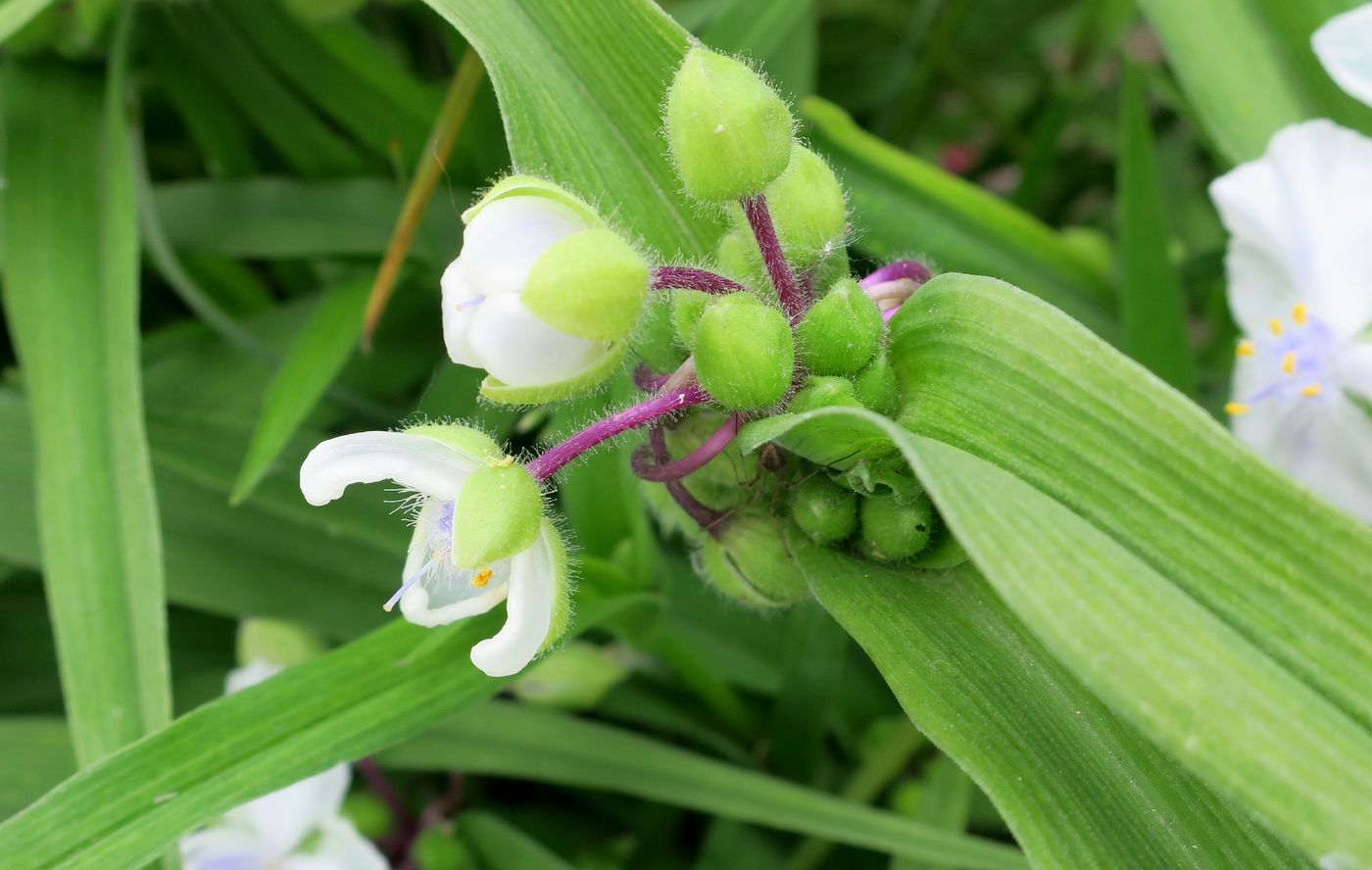 Image of Tradescantia virginiana specimen.
