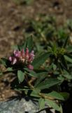 Trifolium lupinaster