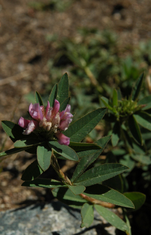 Image of Trifolium lupinaster specimen.