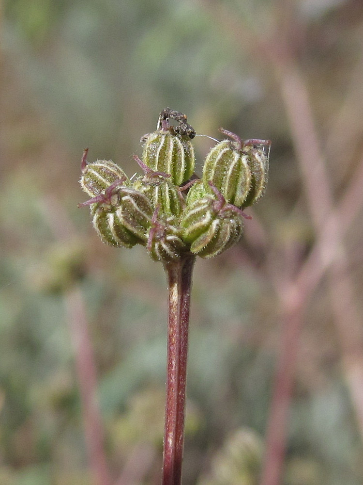 Image of Trinia hispida specimen.