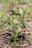 Cerastium holosteoides