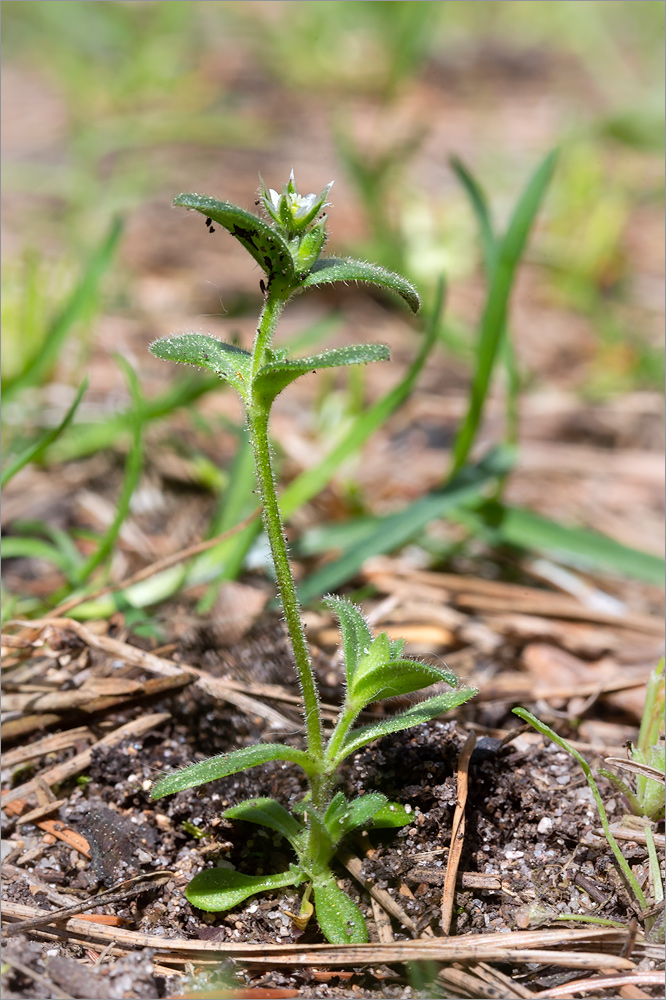 Изображение особи Cerastium holosteoides.