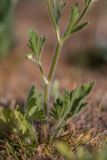 Ranunculus oxyspermus. Нижняя часть цветущего растения с бутоном. Крым, Керченский п-ов, мыс Казантип, петрофитная степь. 01.05.2019.