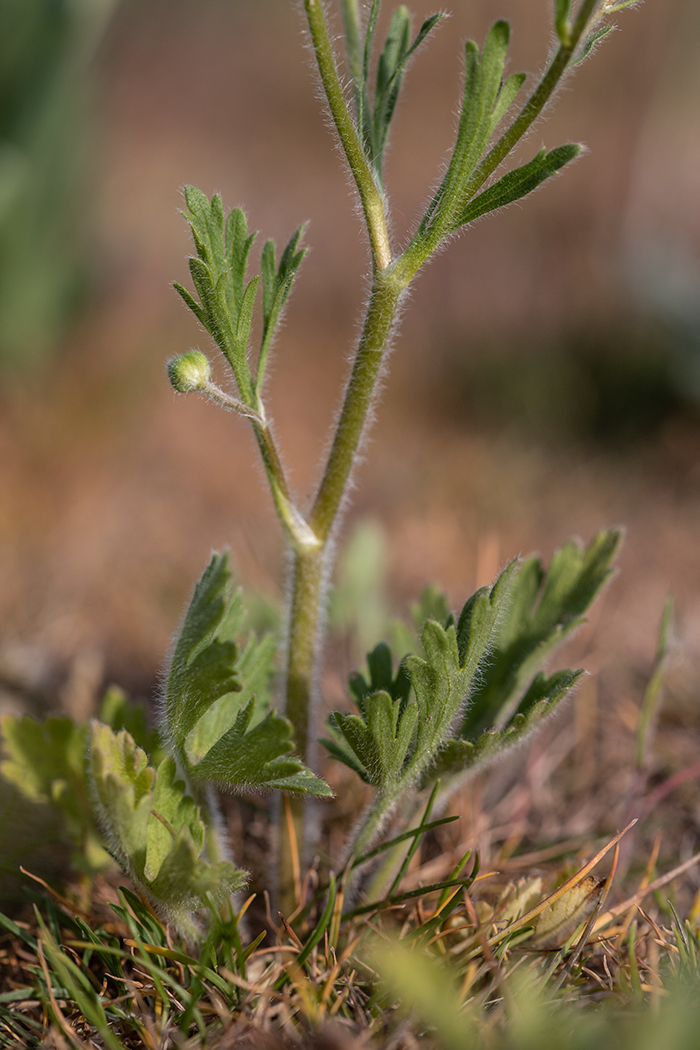 Image of Ranunculus oxyspermus specimen.