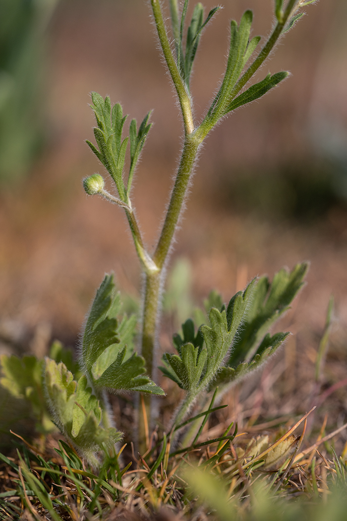 Изображение особи Ranunculus oxyspermus.