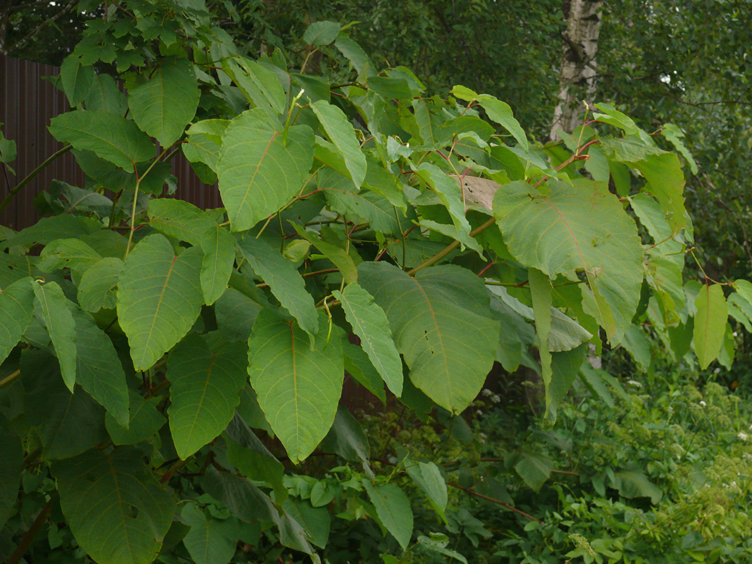 Изображение особи Reynoutria sachalinensis.