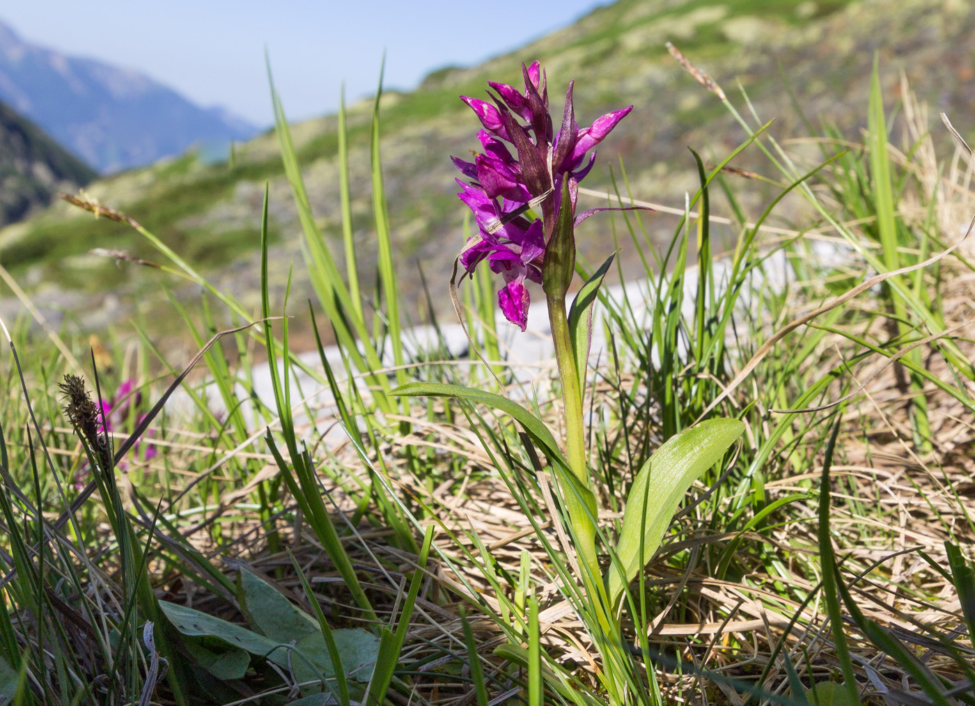 Изображение особи Dactylorhiza euxina.