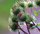 Arctium lappa