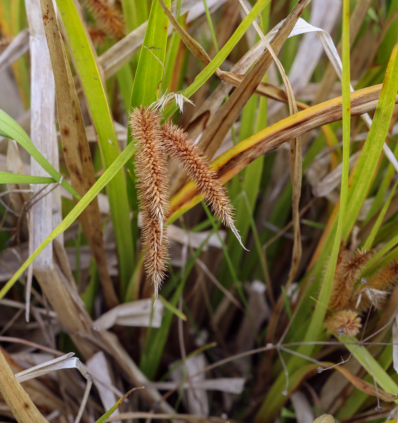 Изображение особи Carex pseudocyperus.