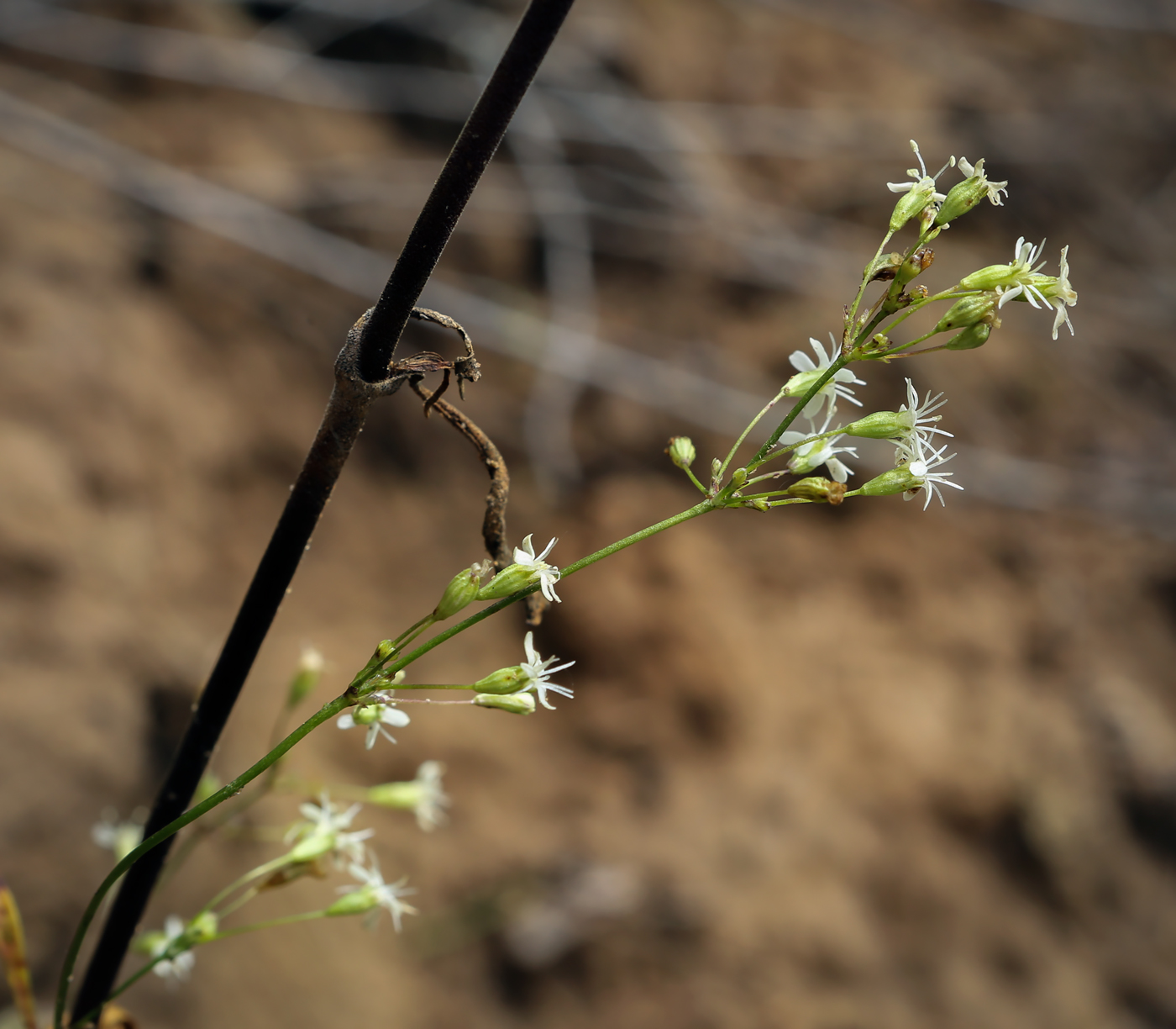 Image of Silene wolgensis specimen.