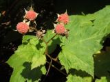 Rubus odoratus