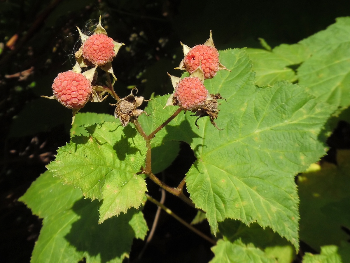 Image of Rubus odoratus specimen.