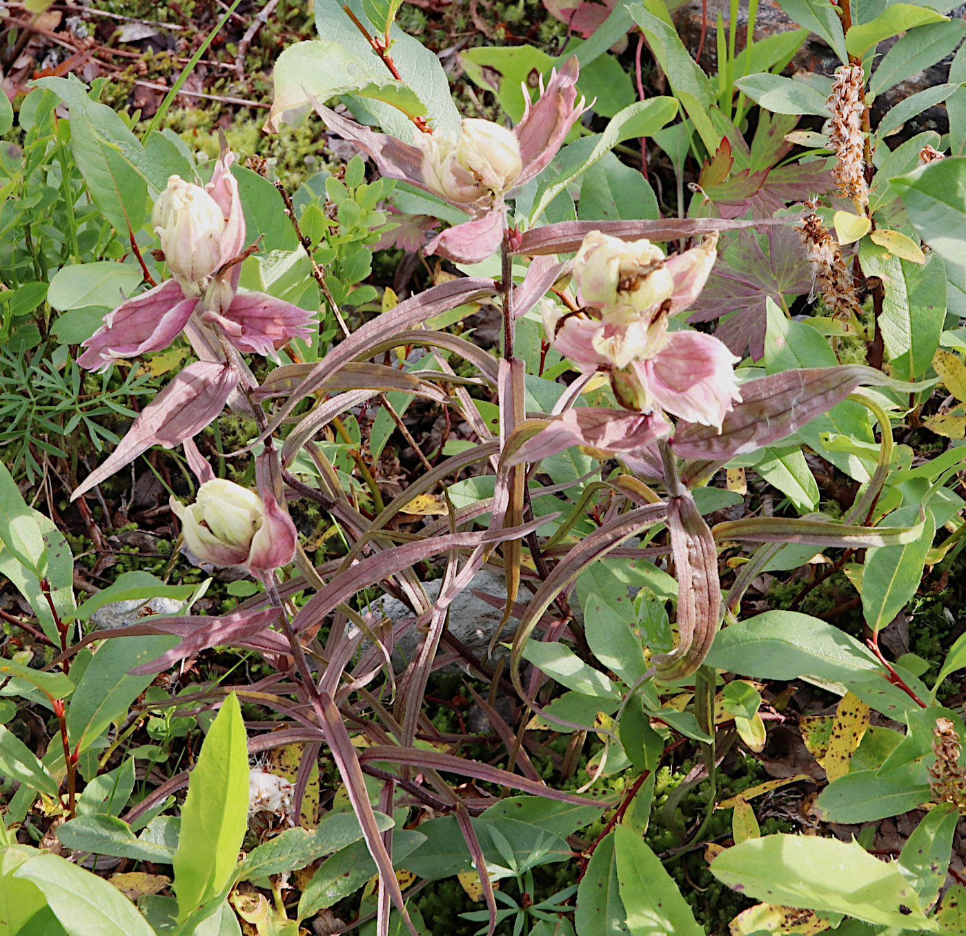 Изображение особи Castilleja hyparctica.