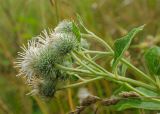 Arctium tomentosum. Верхушка цветущего растения (гипохромная форма). Пермский край, Берёзовский р-н, долина р. Шаква ниже с. Рыжково, р-н Татарской горы, около грунтовой дороги. 27 июля 2019 г.