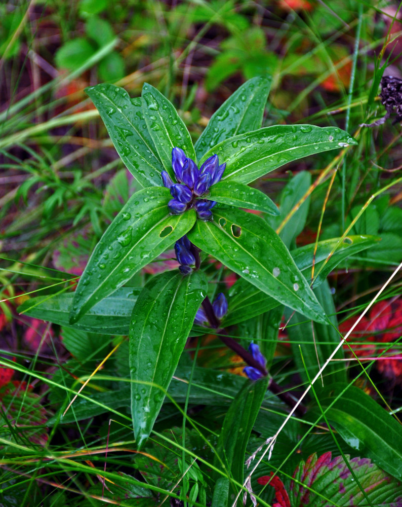 Изображение особи Gentiana cruciata.