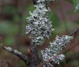 Hypogymnia physodes. Талломы на ветве берёзы. Московская обл., Раменский р-н, окр. дер. Хрипань, дача. 01.10.2019.