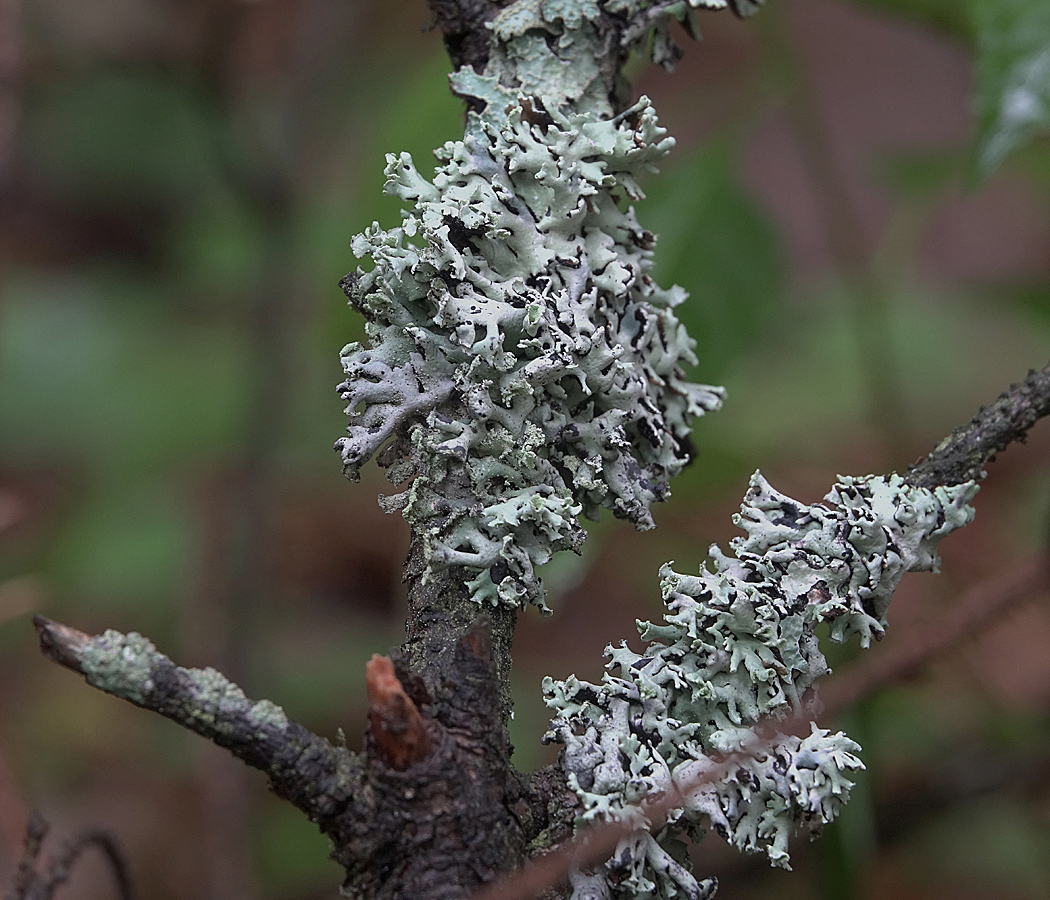 Изображение особи Hypogymnia physodes.