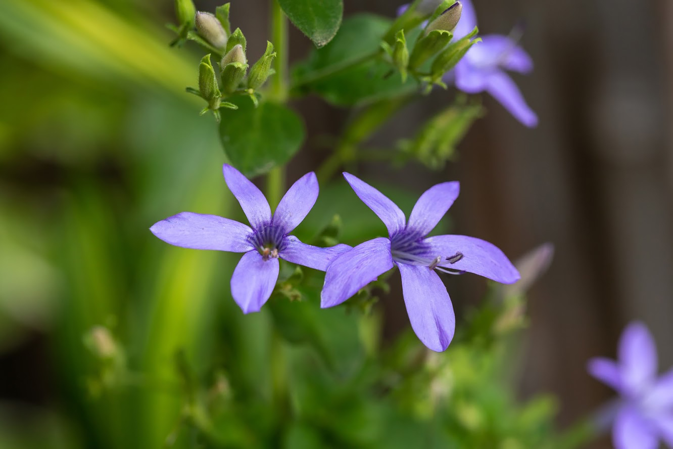 Изображение особи Barleria obtusa.