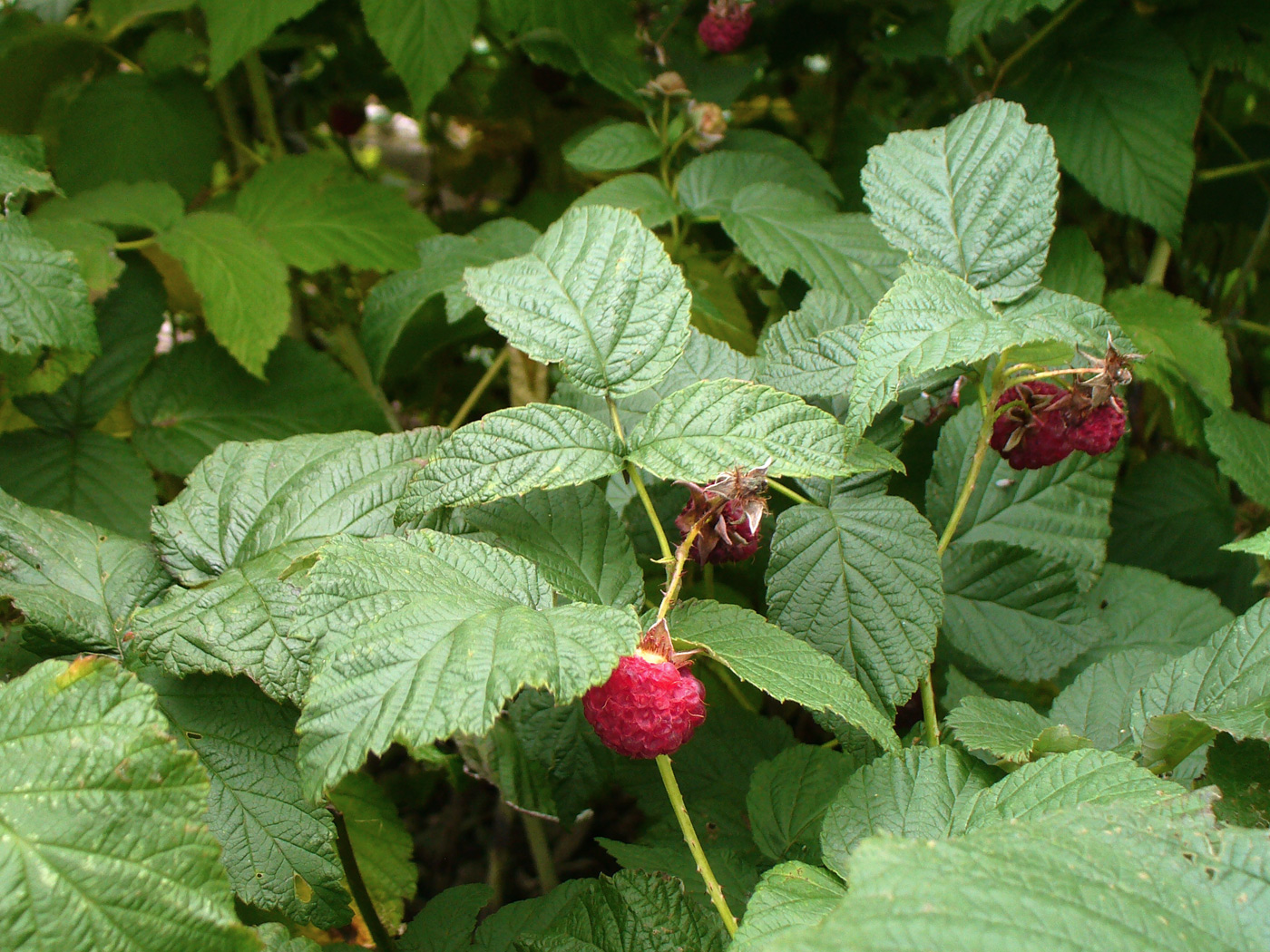 Изображение особи Rubus sibiricus.