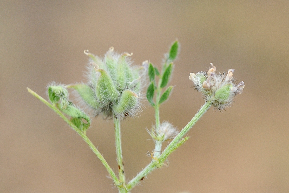Image of Astragalus filicaulis specimen.