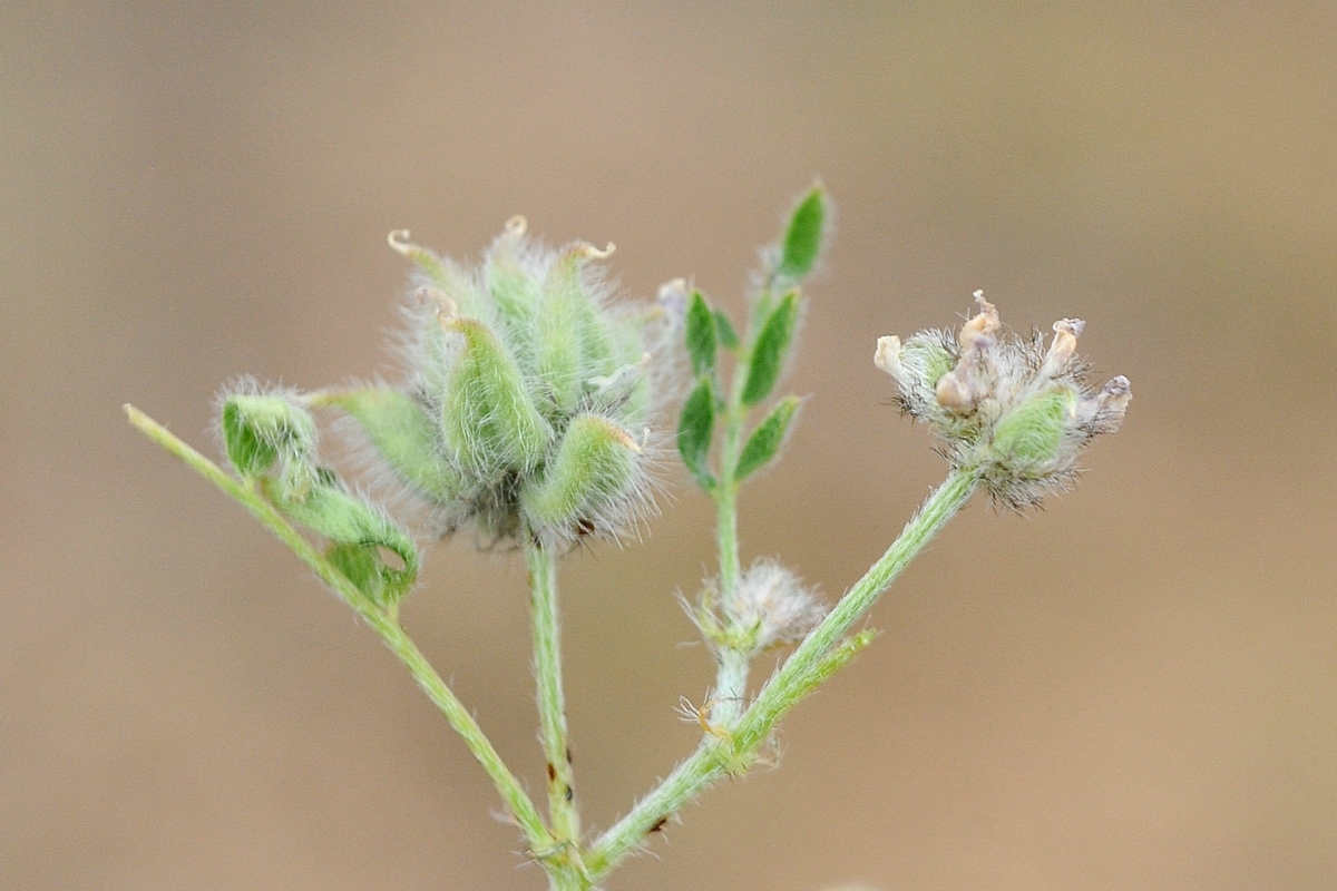 Изображение особи Astragalus filicaulis.