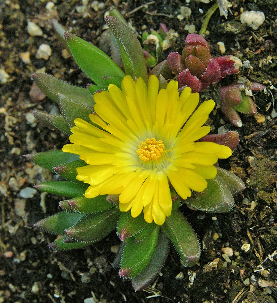 Image of Delosperma congestum specimen.