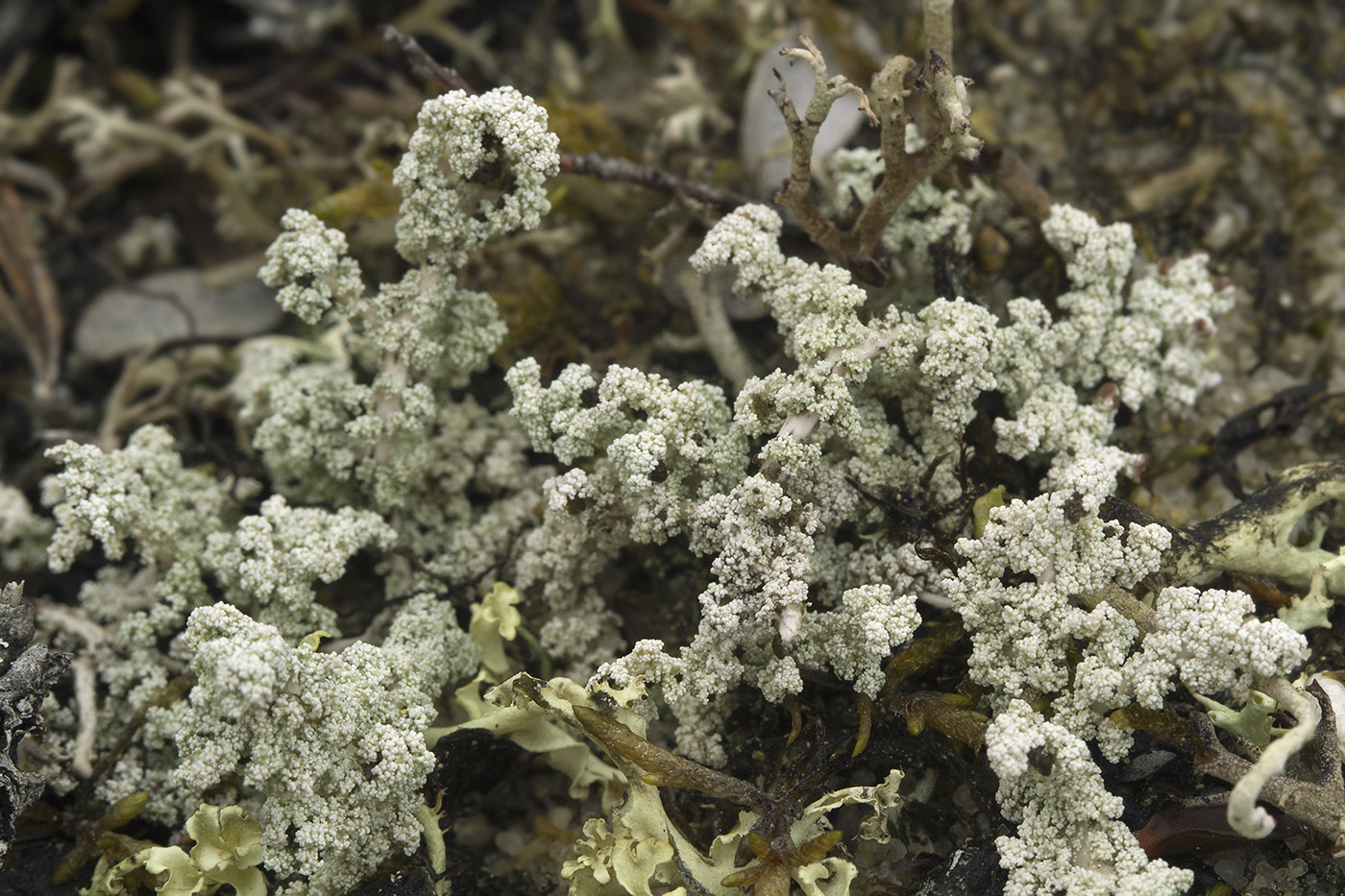 Image of Stereocaulon paschale specimen.