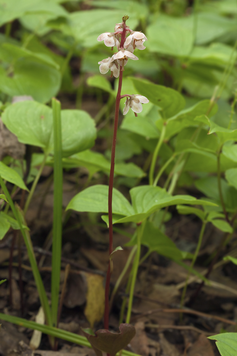 Изображение особи Pyrola japonica.