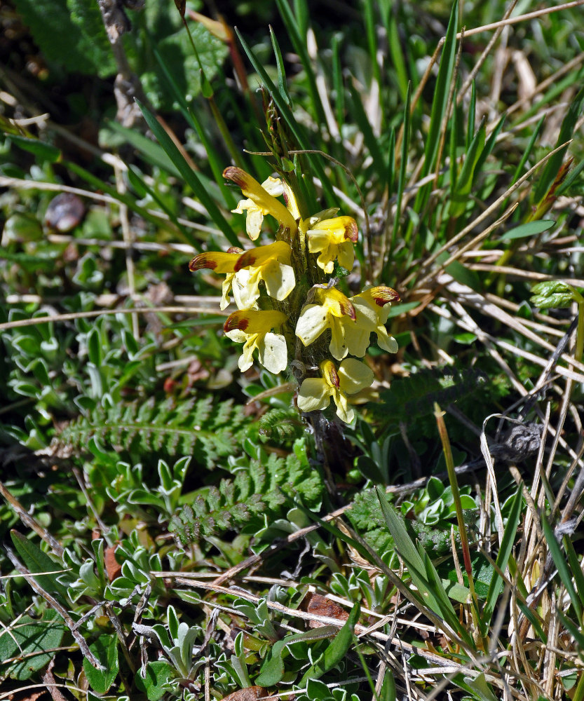 Изображение особи Pedicularis oederi.