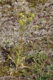 Carlina fennica