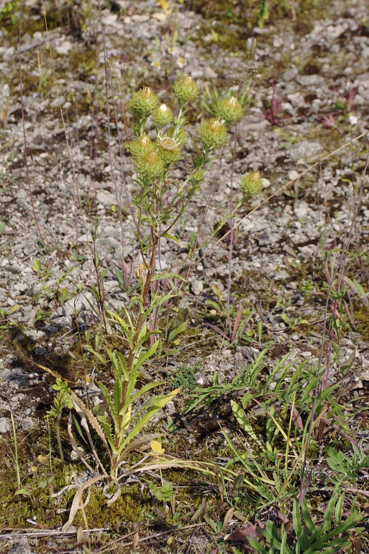 Image of Carlina fennica specimen.