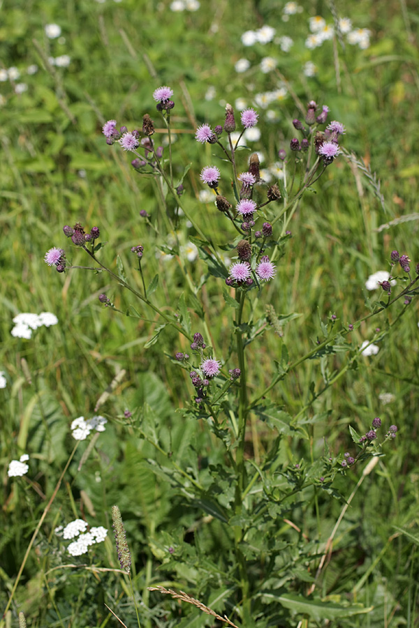 Изображение особи Cirsium arvense.