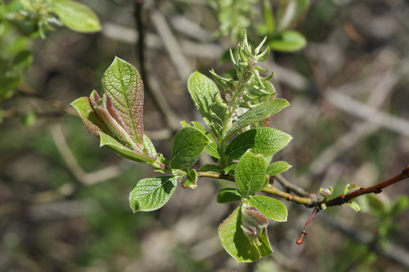 Изображение особи Salix aurita.