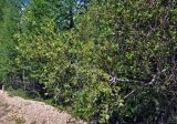 род Salix
