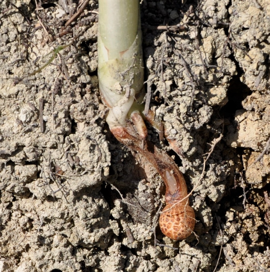 Image of Himantoglossum robertianum specimen.