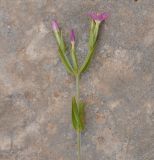 Centaurium pulchellum