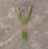 Centaurium pulchellum