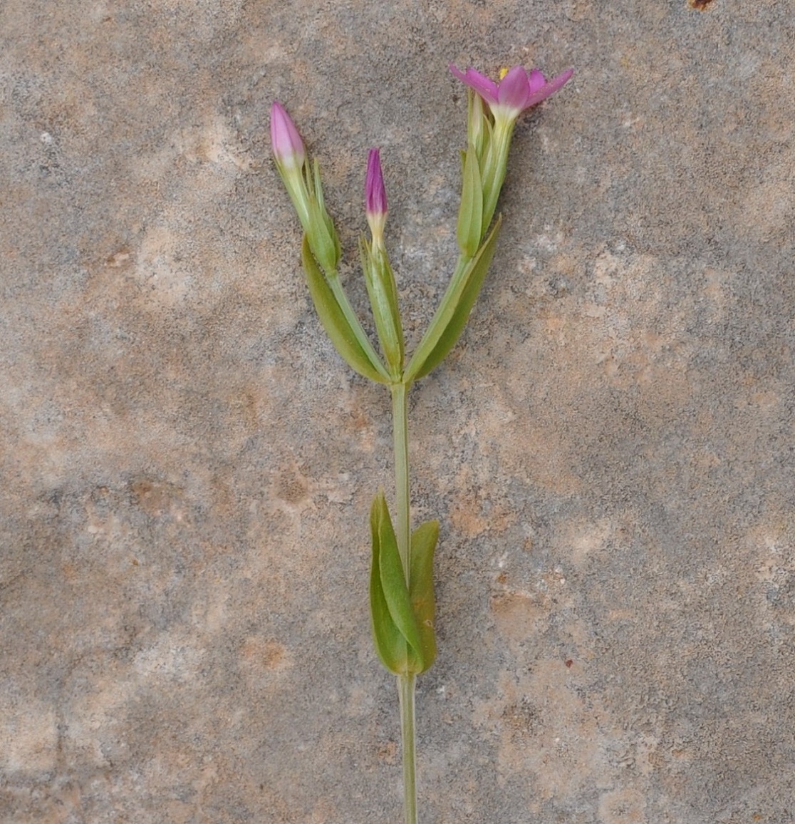 Image of Centaurium pulchellum specimen.