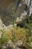 Atriplex rosea