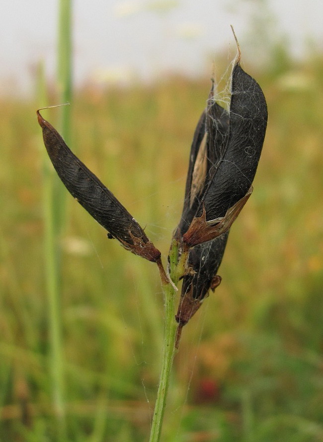 Image of Lathyrus pratensis specimen.