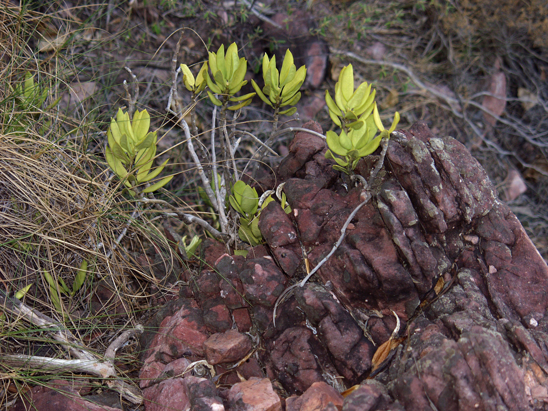 Image of familia Myrtaceae specimen.