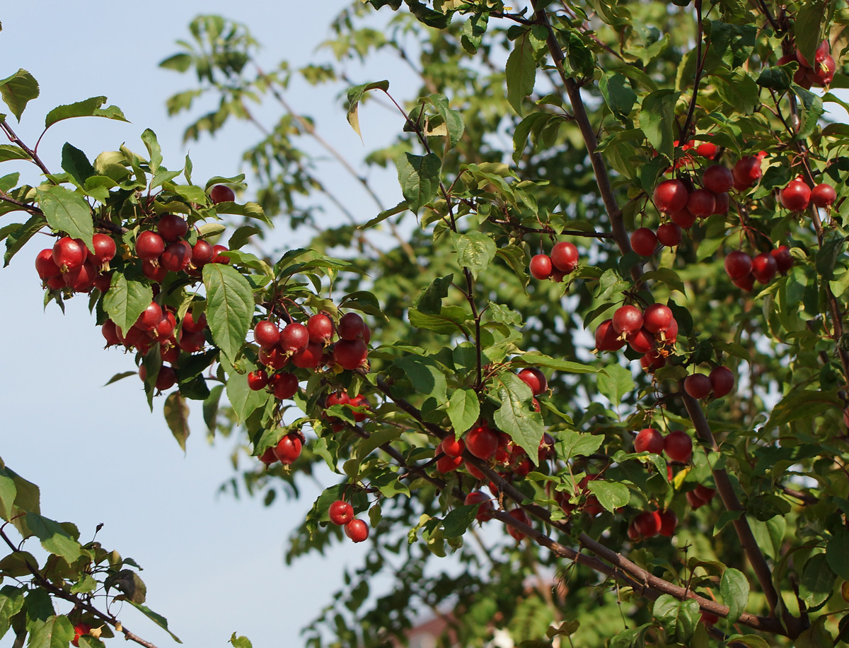 Image of Malus &times; purpurea specimen.