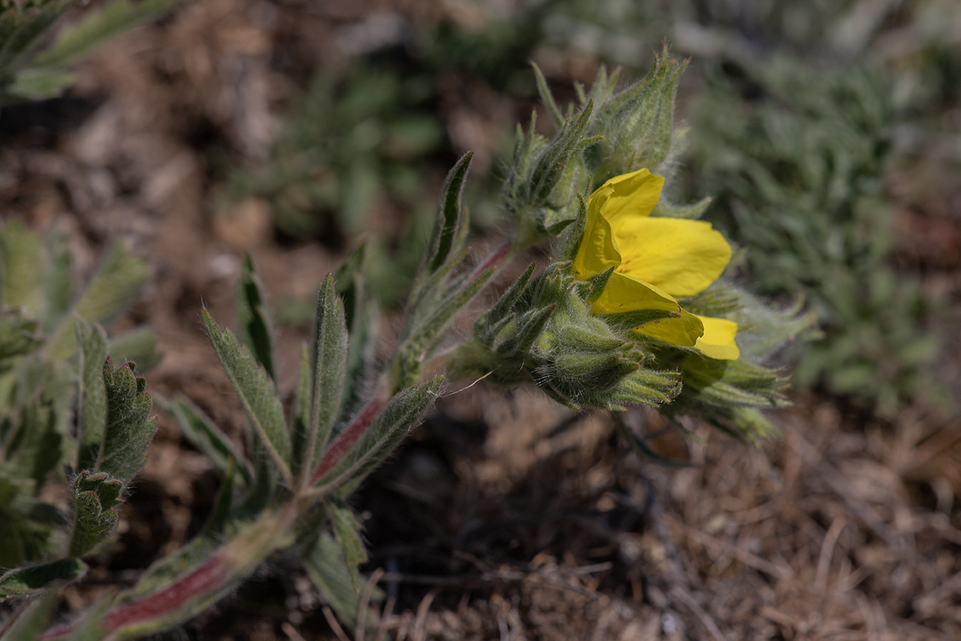 Изображение особи Potentilla callieri.