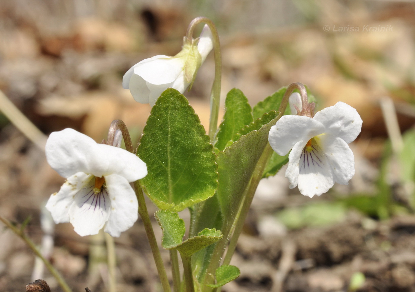 Изображение особи Viola pacifica.